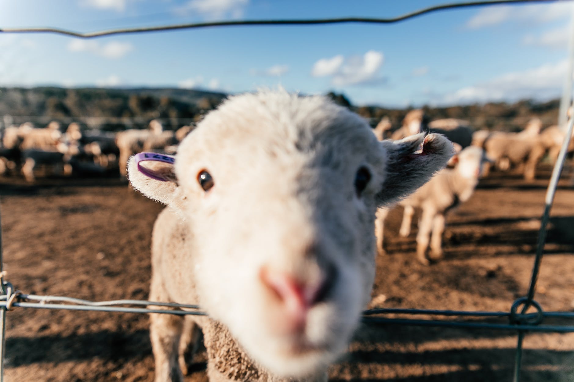 funny sheep standing in enclosure and sniffing camera